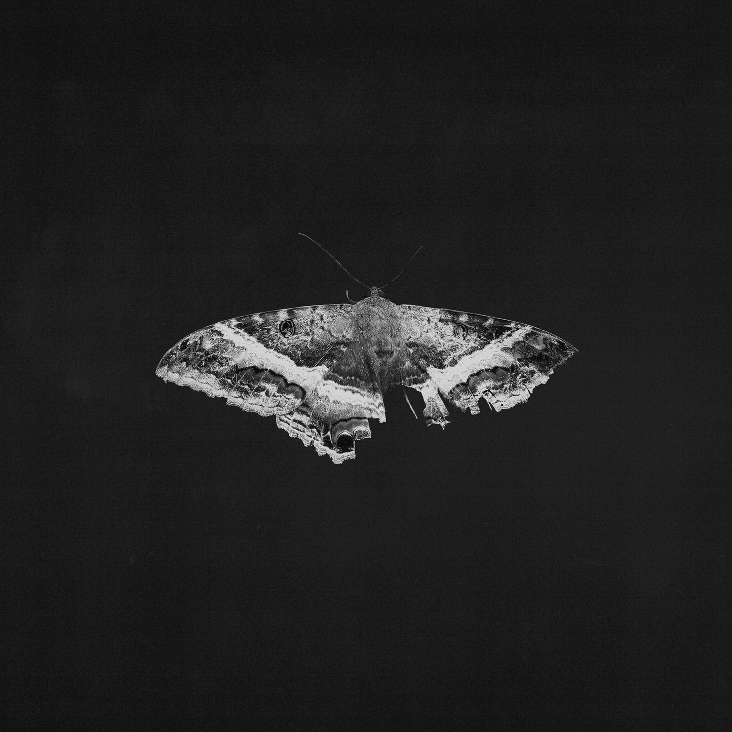 Kendrick Lamar - To Pimp A Butterfly (10th Anniversary) - LP Vinyl Record Hub