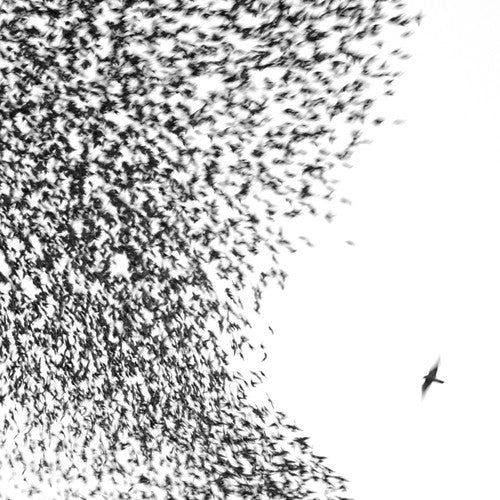 Wilco - Sky Blue Sky - LP Vinyl Record Hub
