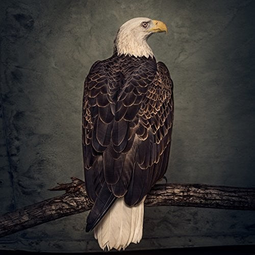 Clutch - Book Of Bad Decisions - LP Vinyl Record Hub